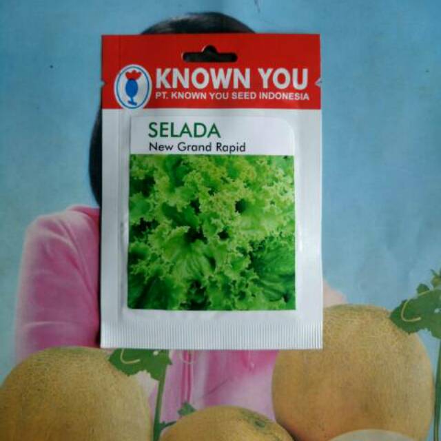 Benih Selada Hijau NEW GRAND RAPID 5gr