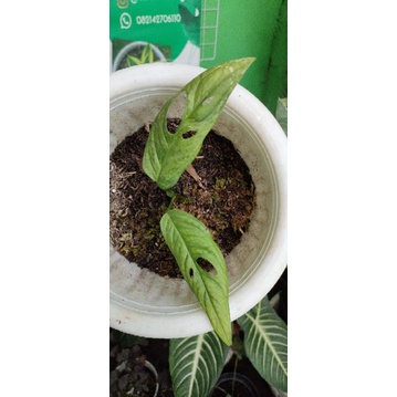 janda bolong varigata lokal