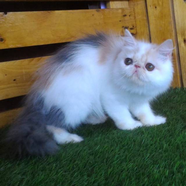 Kitten peaknose betina calico super cantik