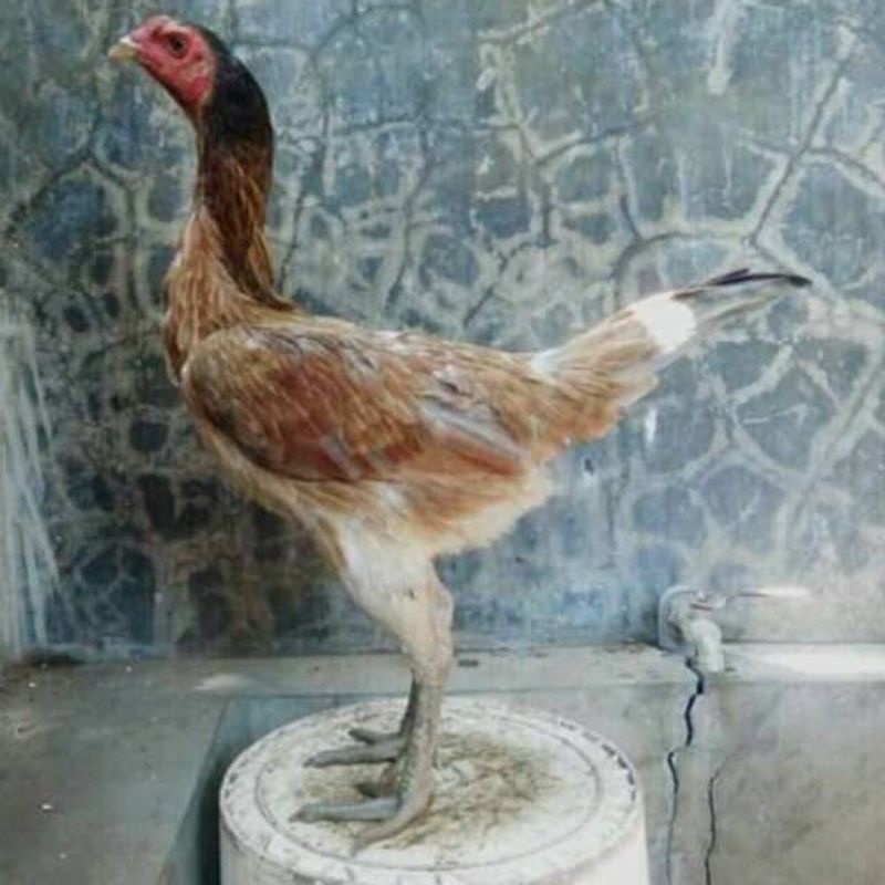 

Telur Pama iQ - Telur Ayam Pama iQ Fertil