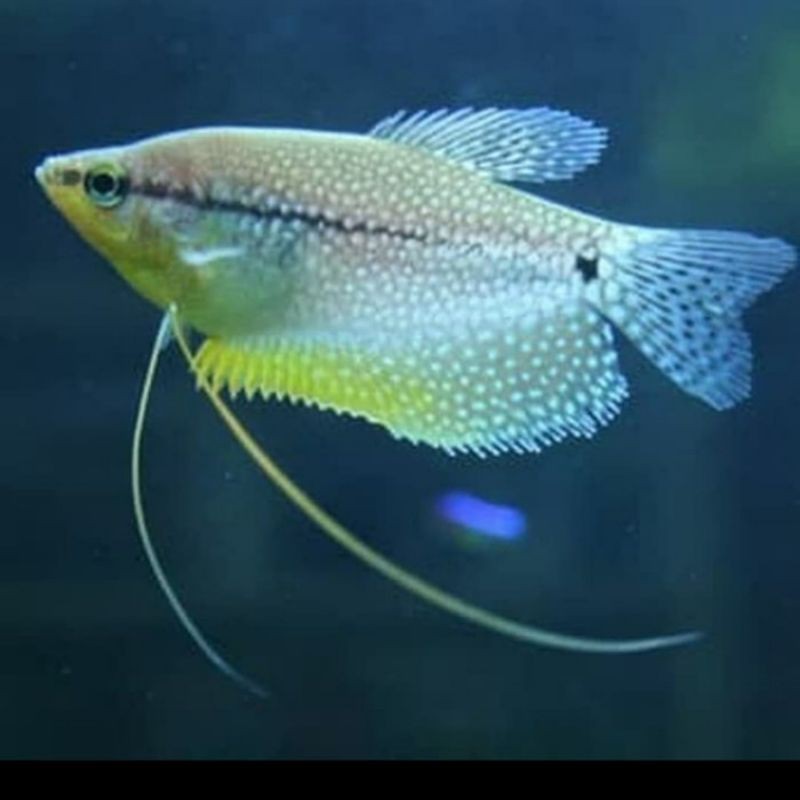 Ikan Hias Sepat Spat Mutiara Pearl Aquarium Aquascape