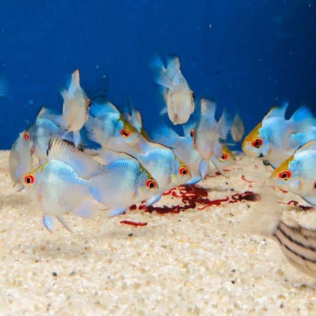 Ikan Aquascape Blue Electric