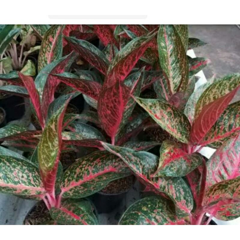 tanaman hias aglonema tiara