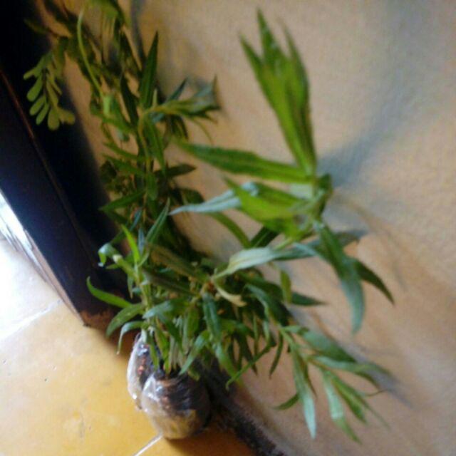 Tanaman Bunga Lavender / Tanaman Pengusir Nyamuk Lavenda