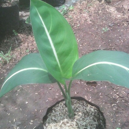 Blanceng Neon Tanaman Hias/ Tanaman Blanceng Neon