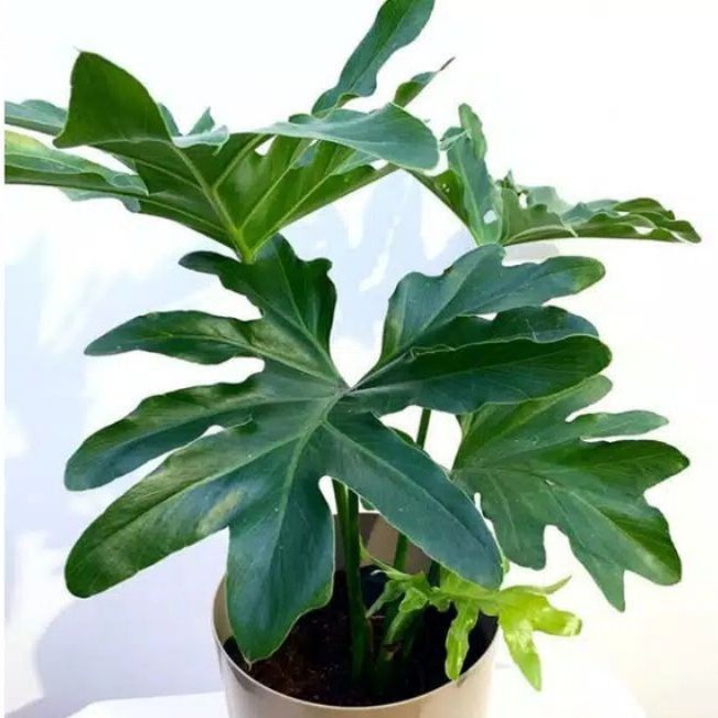 Tanaman Hias Philodendron / Tanaman Philodendron / Philodendron