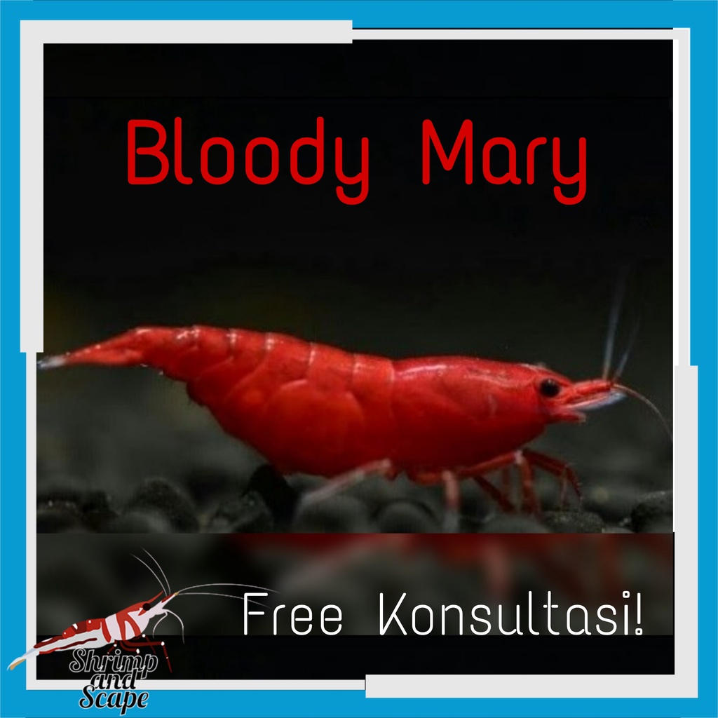 Udang Hias Aquascape Bloody Mary Shrimp / Blodi meri Red Neo Caridina
