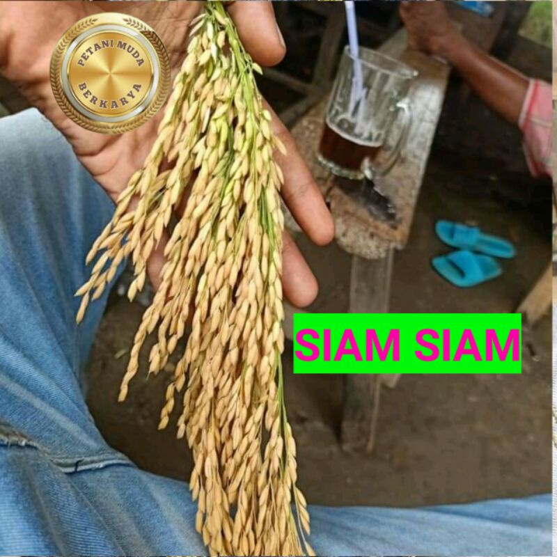 Benih Padi Siam Siam aroma wangi pandan tidak terlalu menyengat nasi rasanya pulen enak aroma pandan