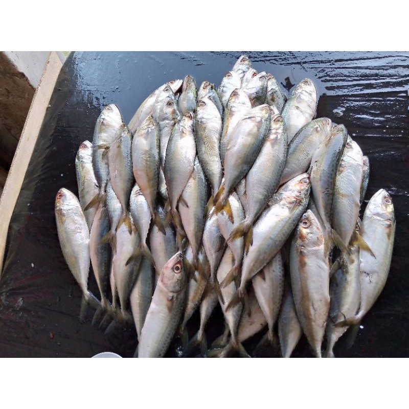 

Ikan KEMBUNG BANJAR