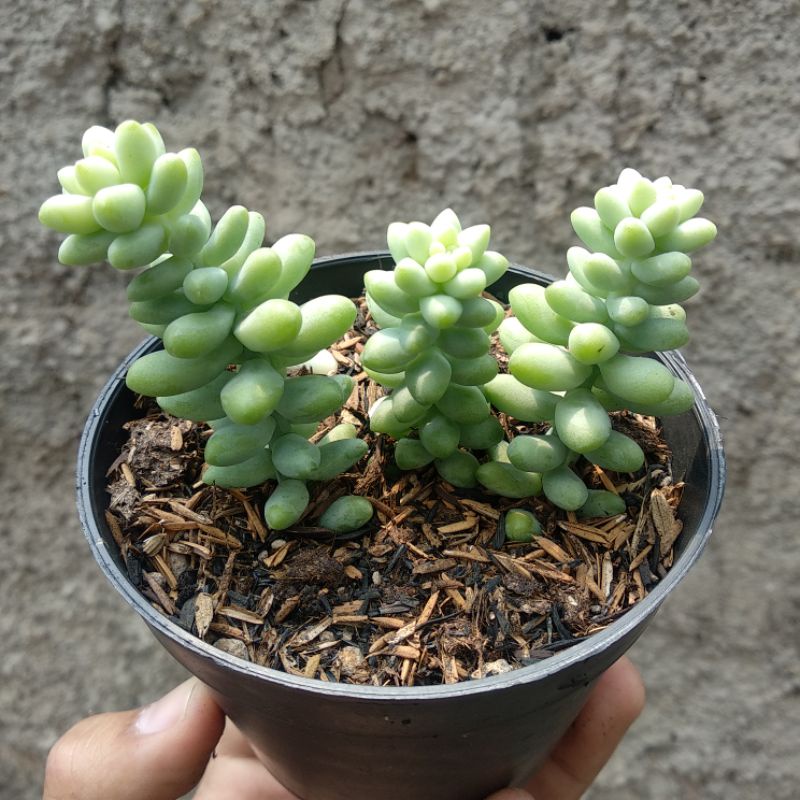 Sedum Morganianum | DP 10cm | Sukulen