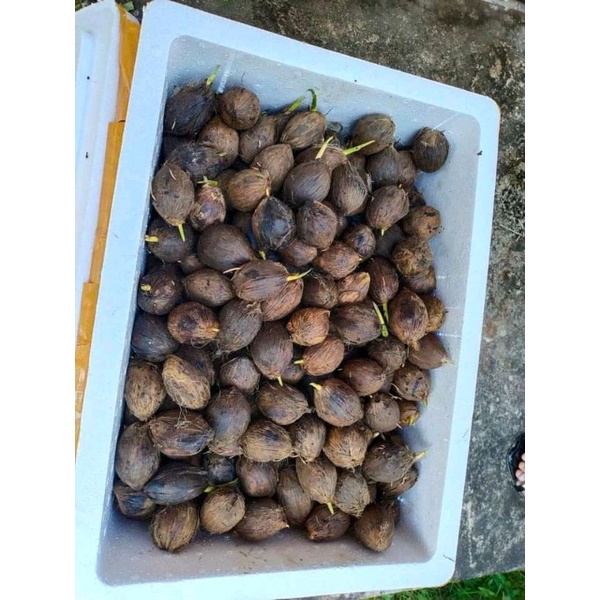 

pinang