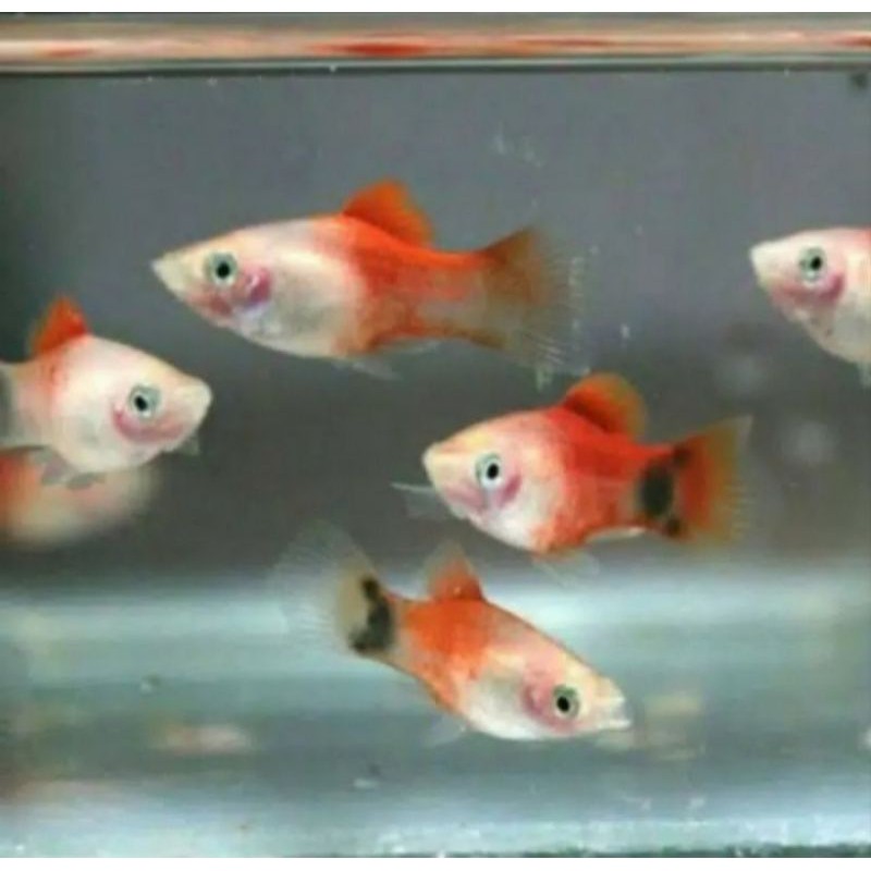 

Ikan Hias Platy Micky Mouse