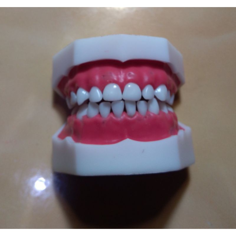 Model gigi anak / dental kids children education soft gum / typodont