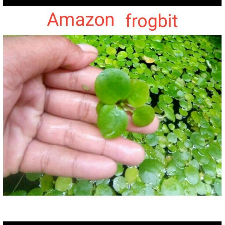 Amazon frogbit/Frogbit amazon/Frogbit amazon mini/Tanaman apung/Hiasan kolam/Hiasan aquarium