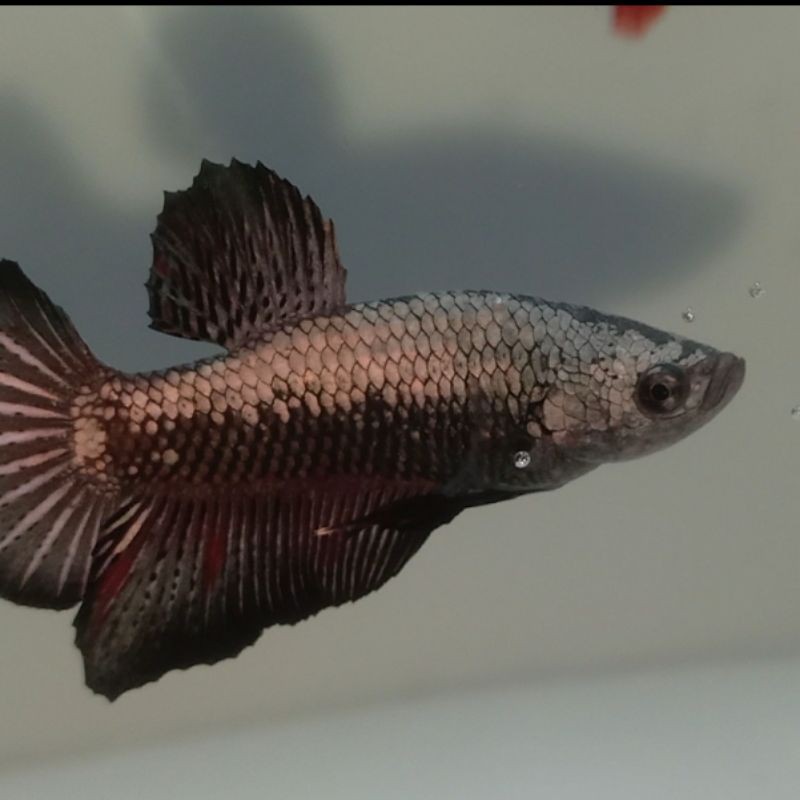 cupang black copper/red copper