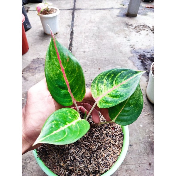 aglonema rengganis tanian lokal rumpun 2