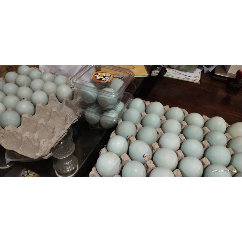 

ZEPLIN TELUR ASIN