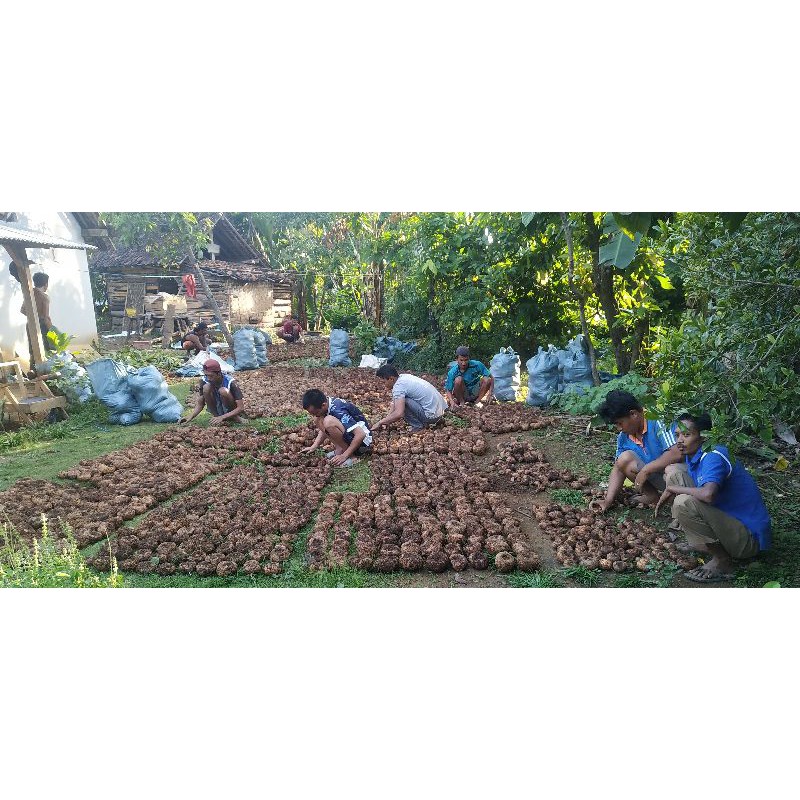 bibit umbi porang isi 4,5,6 siap tanam asli madiun di jual @biji