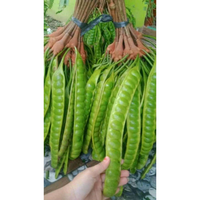 

Pete tua super 50rb 10lonjor