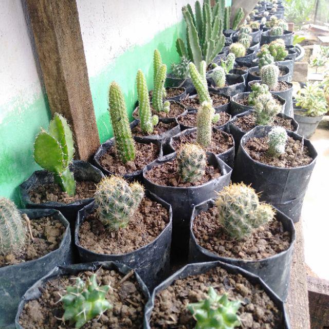 Ownroot Murah (bisa Pilih Kode)