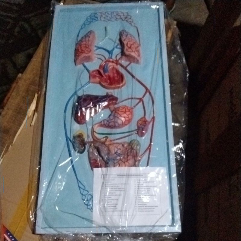 

Torso alat peraga IPA model penampang peredaran darah