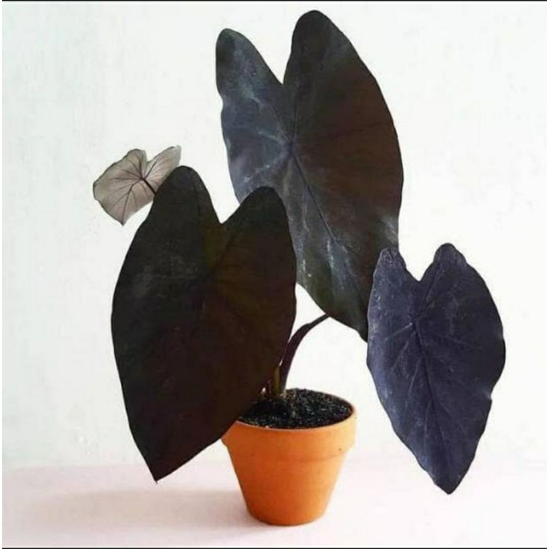 tanaman hias keladi Black magic/ Alocasia Black magic