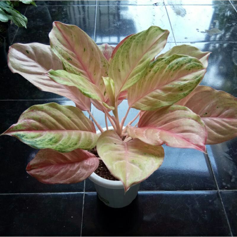 aglonema bidadari