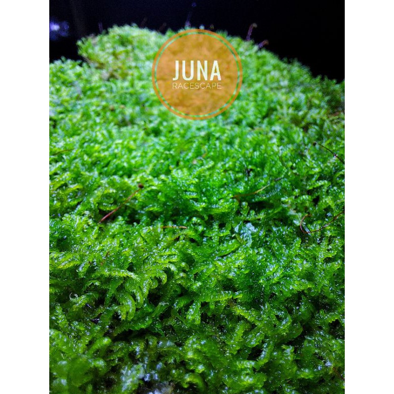 MOSS WEEPING DAUN MINI CLUMP AQUASCAPE DAUN AIR/KG