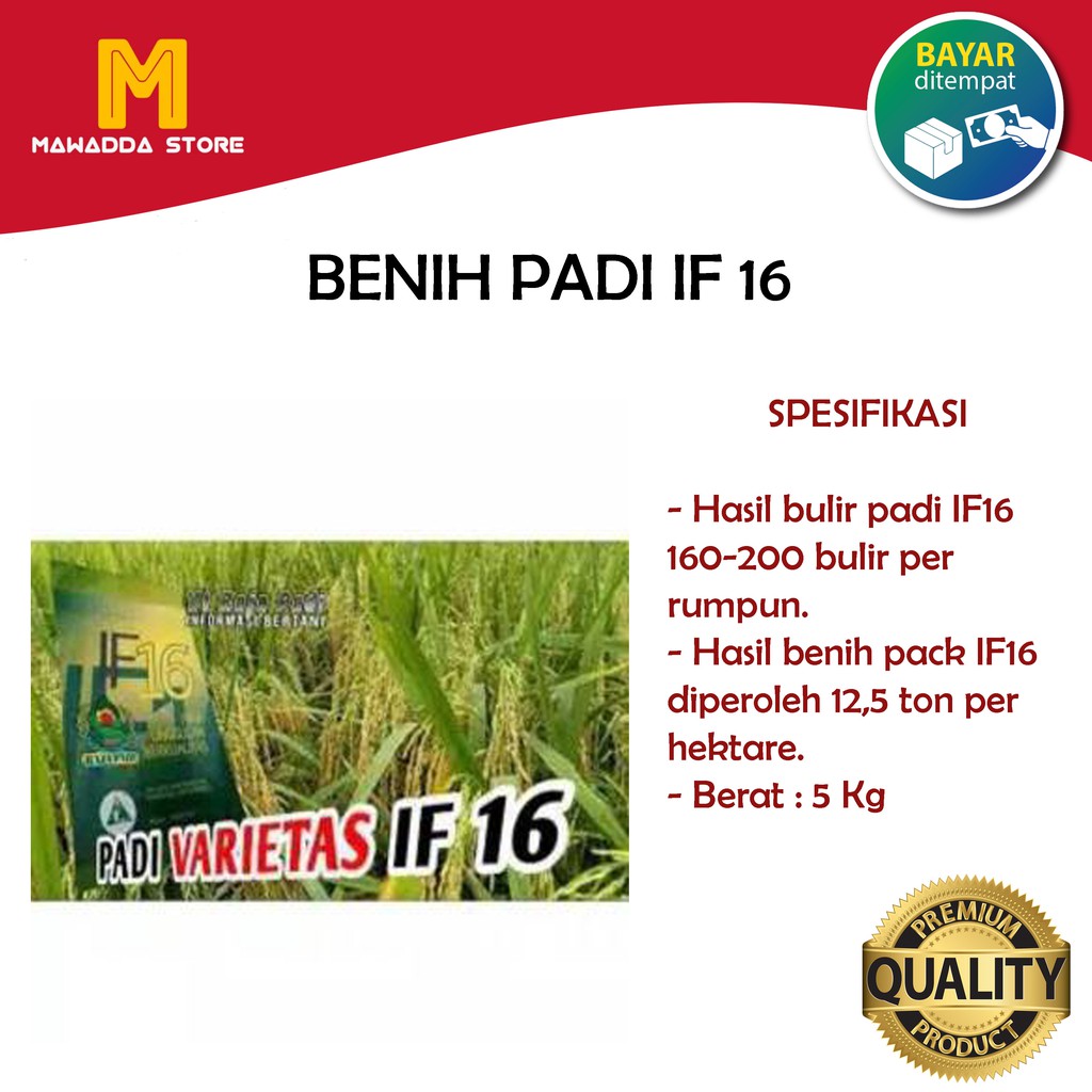 Benih PADI IF 16 Bibit Padi Unggul IF16