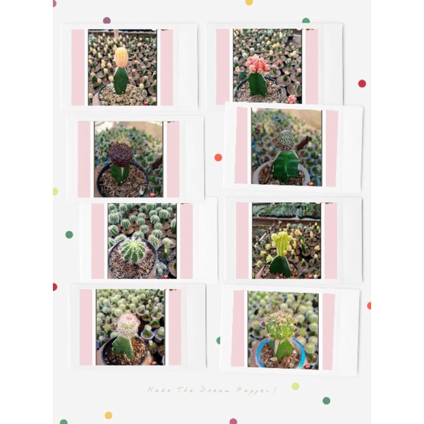 paket kaktus mini 8pcs 8jenis+Bonus