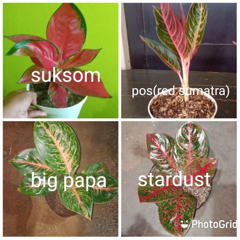 4 macam jenis aglonema