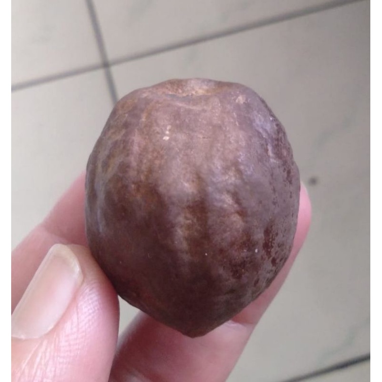 Kemiri Adu Muncang Adu Mayit Jawa Si Lauk Ori Jatuhan