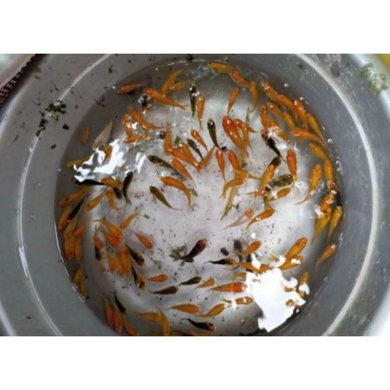 IKAN KOMET KECIL / PAKAN IKAN PREDATOR / ARWANA / ALIGATOR