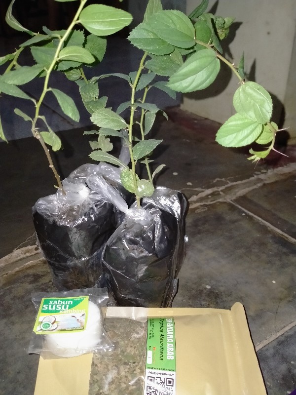 10 Benih Biji Pohon Bidara Arab