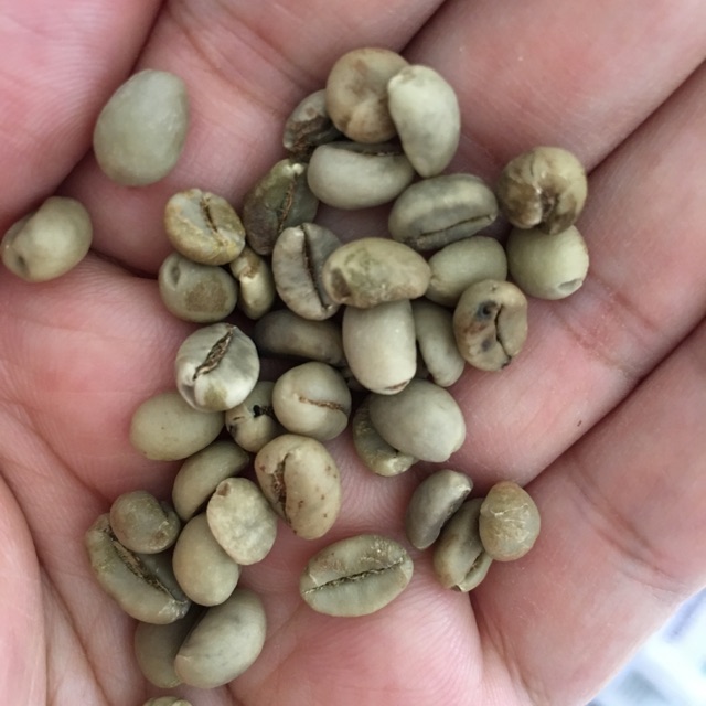 

Kopi wb bk coffee green bean 1 kg