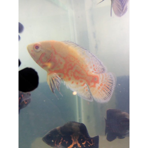 Oscar Taiger albino marking full 6-8cm