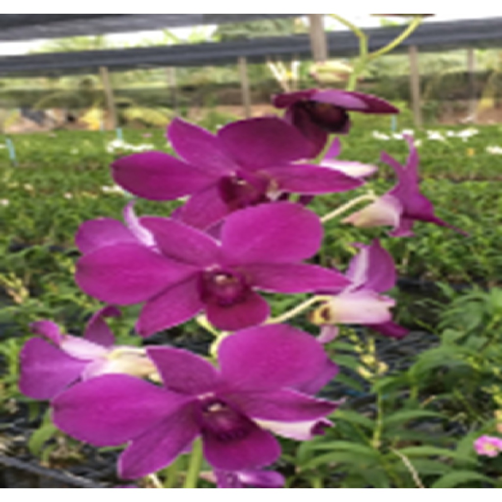 anggrek dendrobium biru