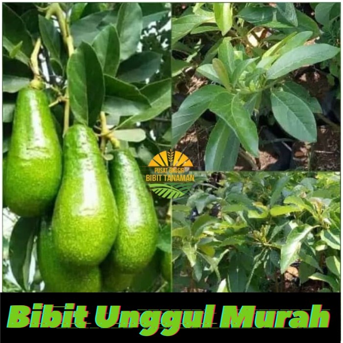 Bibit alpukat pluwang - alpukat greenstar