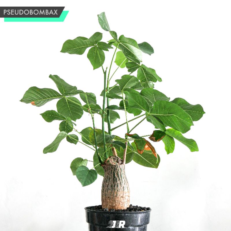 Pseudobombax Ellipticum (Seedling)