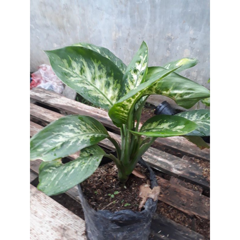 

Daun Bahagia Sri Rejeki