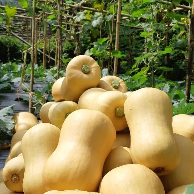 

Labu Madu / Butternut Pumkin exotic Jackline