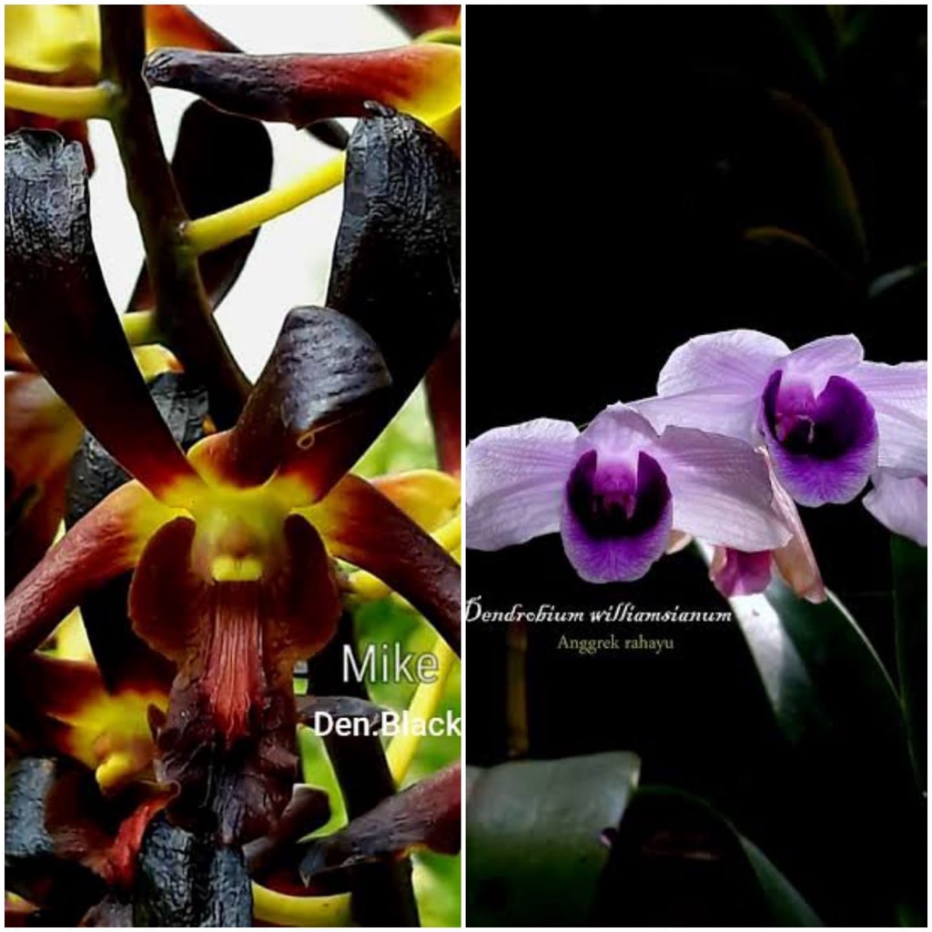 Remaja Anggrek Dendrobium Black Spider x Williamsianum