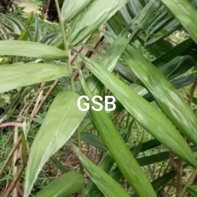 

Daun salak segar 250 gram ready