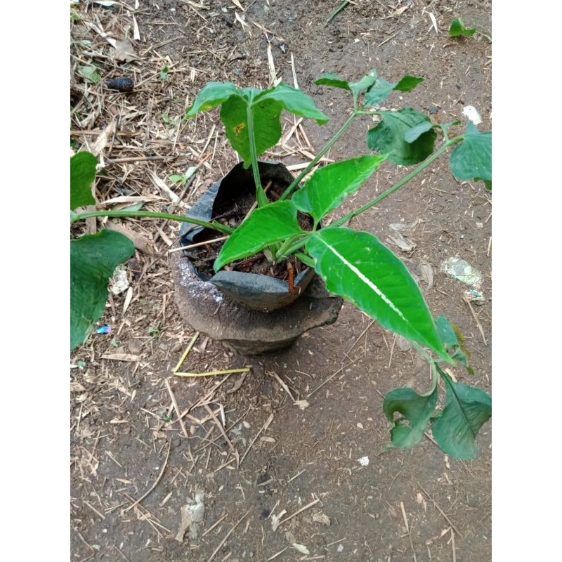 Tanaman Hias Keladi Tikus Jumbo