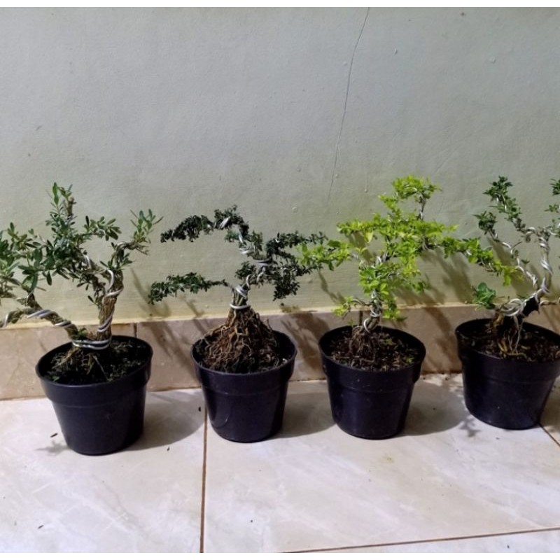 paket 4 bonsai mame-bonsai boxus