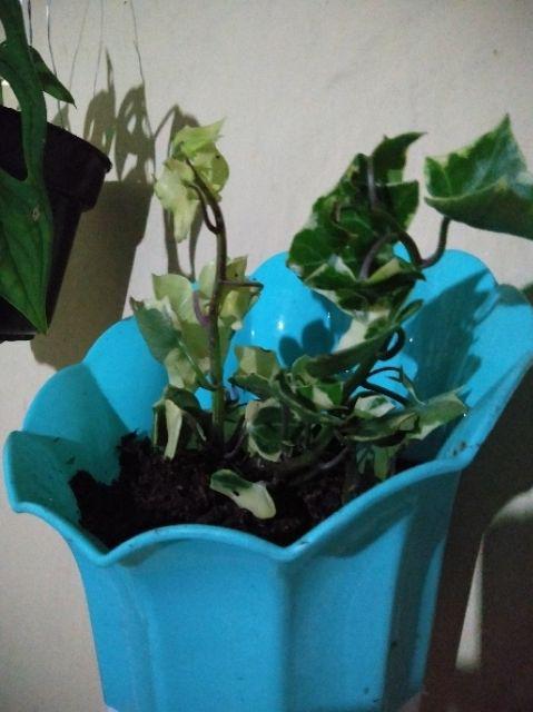 Tanaman Gantung Ivy
