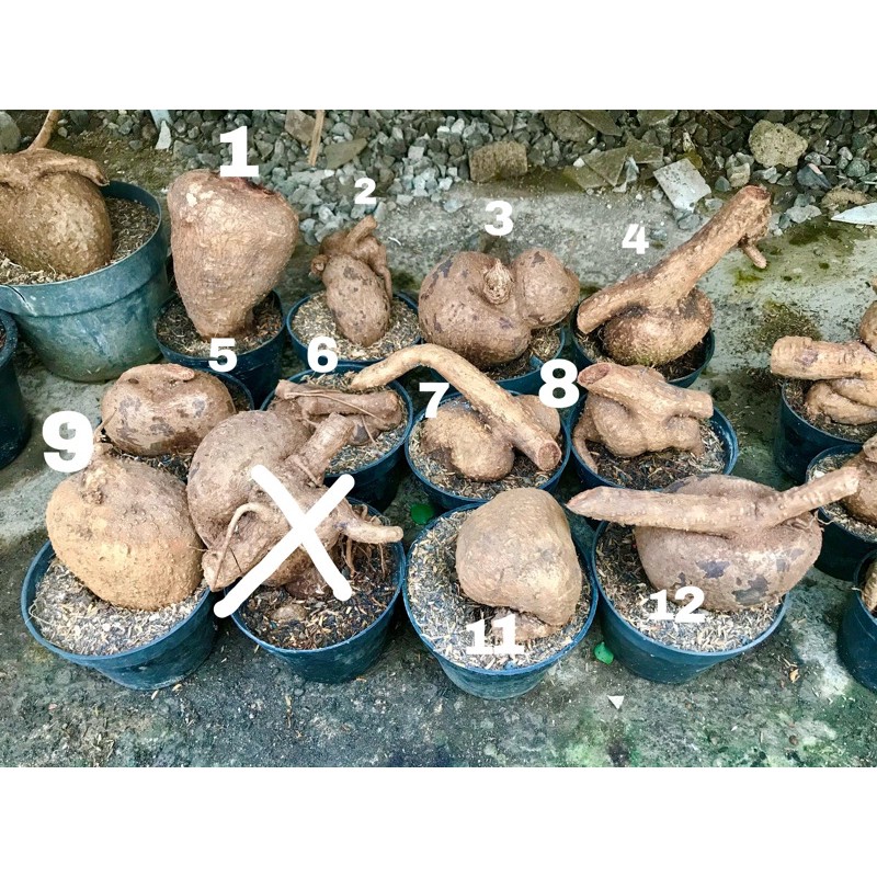 Caudex Stephania Venosa