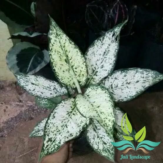 Tanaman Hias Aglonema Snow White- Aglonema Salju