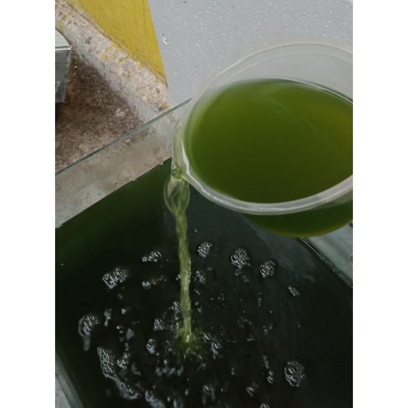 

Air Hijau / Green Water Chlorella Asli Hasil Kultur (starter)