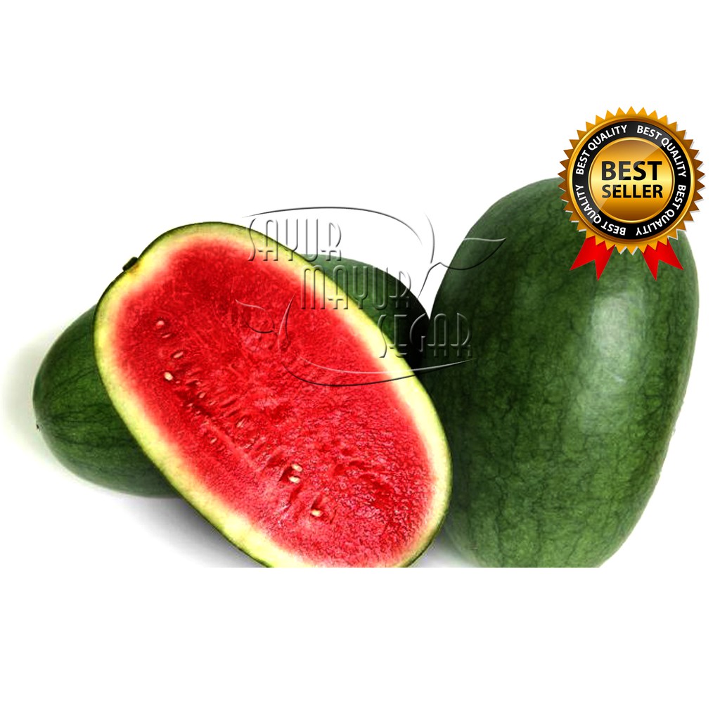 

KIRIM INSTAN SEMANGKA LONJONG MERAH |SEMANGKA INUL MERAH ONLINE (BUAH CURAH)